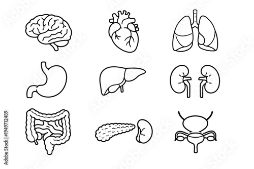 Collection of Essential Human Internal Organs Icons in Simple Outline Style for Medical Education, Healthcare Infographics, Anatomy Diagrams, Biological Research, and Clinical Presentations
