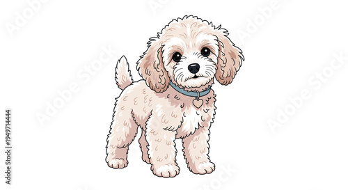 Cute fluffy poodle puppy with curly beige fur and a light blue collar with a heart charm standing on a plain white background for pet lovers.
