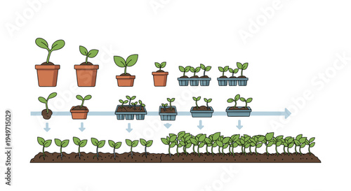 Plant growth cycle infographic showing various stages from a single seed to potted seedlings and finally to a full field of mature plants.