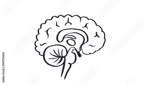 Human brain structure