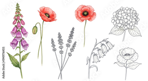 Watercolor Botanical Illustrations: Poppies, Lavender, Foxglove, Hydrangea, Bellflower