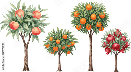 Fruit Tree Illustration Collection with Peach Orange and Pomegranate Trees Full of Ripe Fruits Lush Leaves Branches for Harvest Nature Organic Garden and Food Designs