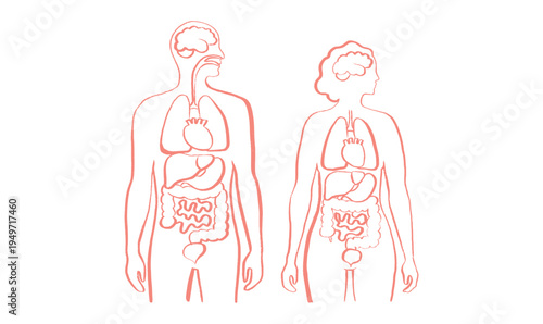 Internal Organs Sketch