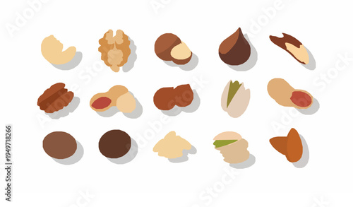 Different nuts collection vector set including almond cashew walnut pistachio peanut pecan hazelnut and macadamia isolated on white