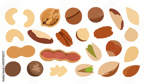 Assorted nuts vector collection with almond cashew peanut walnut pistachio pecan hazelnut macadamia isolated on white background