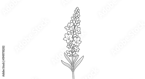 Line art illustration of a lilac flower stem with leaves on a white background