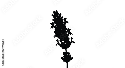 Silhouette of lavender sprig with purple blooms against a plain white background