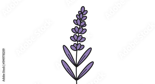 Simple illustration of a lavender sprig with purple blooms and green leaves