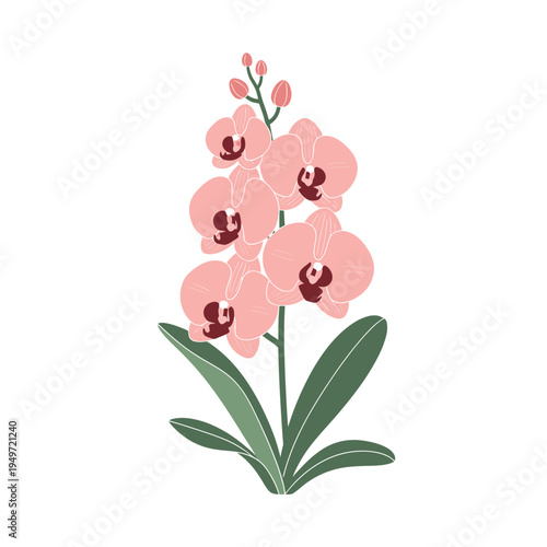 Pink Orchid Isolated on White Background vector illustration