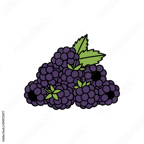 Fresh Blackberries with Leaves vector illustration