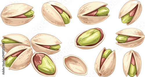 Fresh Pistachio Nut Illustration Set with Whole Shells Open Halves Green Kernels Split Shells and Detailed Nuts for Healthy Snack Organic Nutrition Superfood and Food Designs