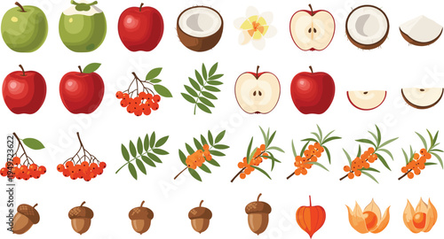 Autumn Nature Illustration Set with Red Green Apples Coconuts Rowan Berries Sea Buckthorn Acorns Leaves Slices and Floral Elements for Harvest Seasonal Organic and Wellness Designs