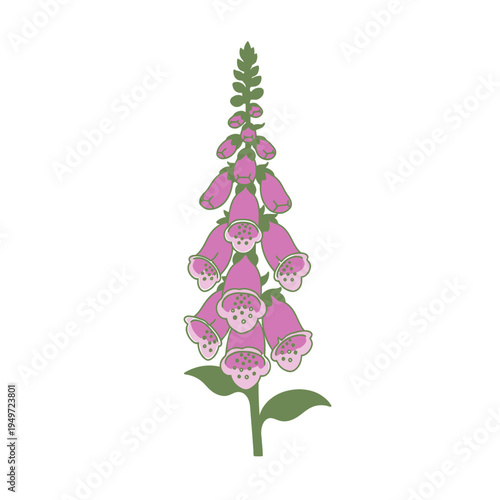 Vector Image of a Pink Foxglove Flower vector illustration