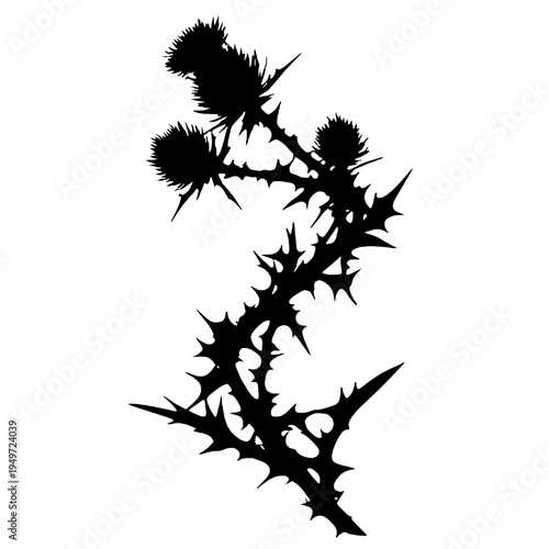 Silhouette of a thorny flower