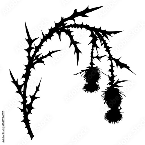 Silhouette of a thorny flower