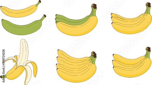Banana fruit collection illustration, ripe yellow and green bananas bunch and peeled banana, tropical healthy food vector set