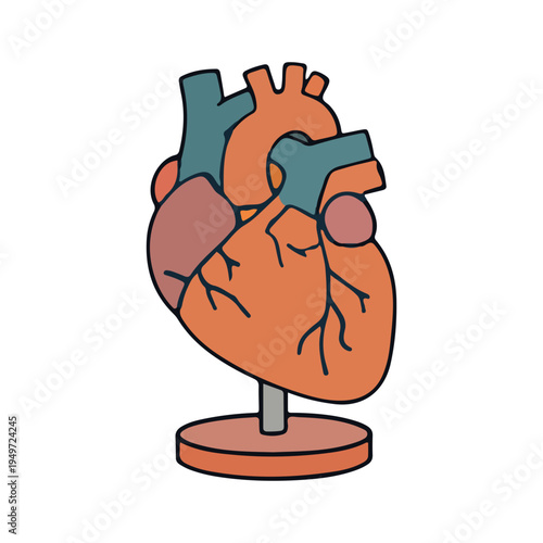 Anatomical Heart Model Icon
