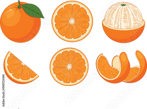 Fresh Orange Fruit Vector Illustration Set with Whole Orange Slices and Partially Peeled Fruit in Detailed Etched Style for Healthy Nutrition and Juice Branding