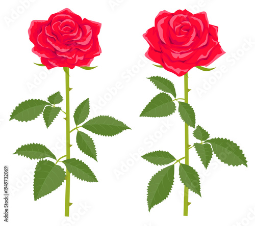 赤い薔薇のイラスト