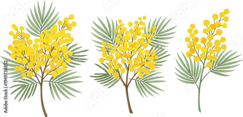 Yellow Mimosa Flower Branch Vector Illustration Set Featuring Acacia Wattle Blossoms and Green Leaves for Spring Nature Designs and International Womens Day Projects