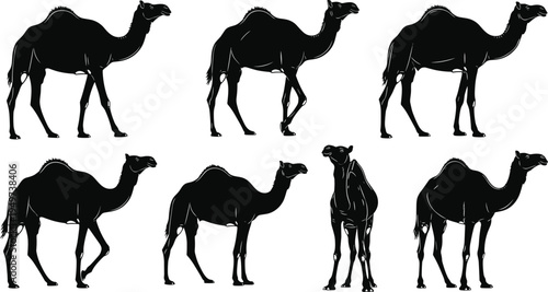Camel silhouettes collection, desert animal dromedary walking standing wildlife safari mammal vector illustration set isolated