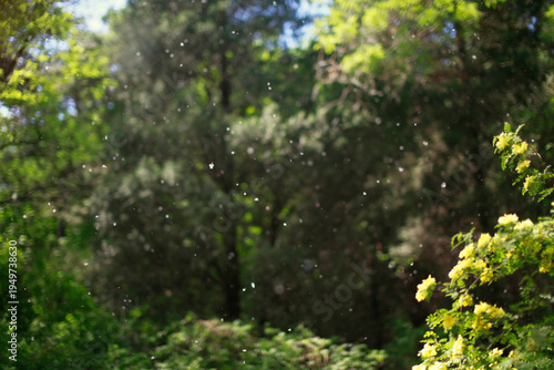 Obraz na płótnie A scene of trees with flying pollen in a natural environment