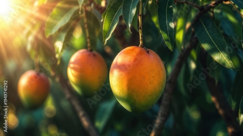 Sunlit mangoes hanging from lush green branches in orchard.