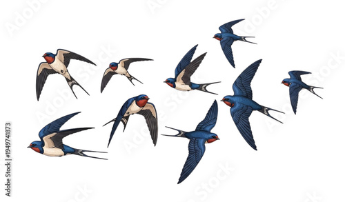 A flock of swallows flying in formation against a white background