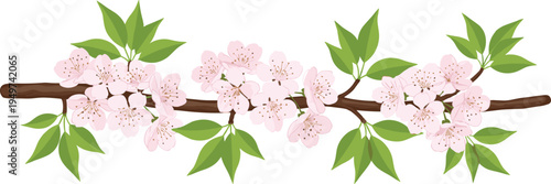 Spring cherry blossom branch with pink flowers and green leaves isolated on white background, floral vector illustration for wedding card.
