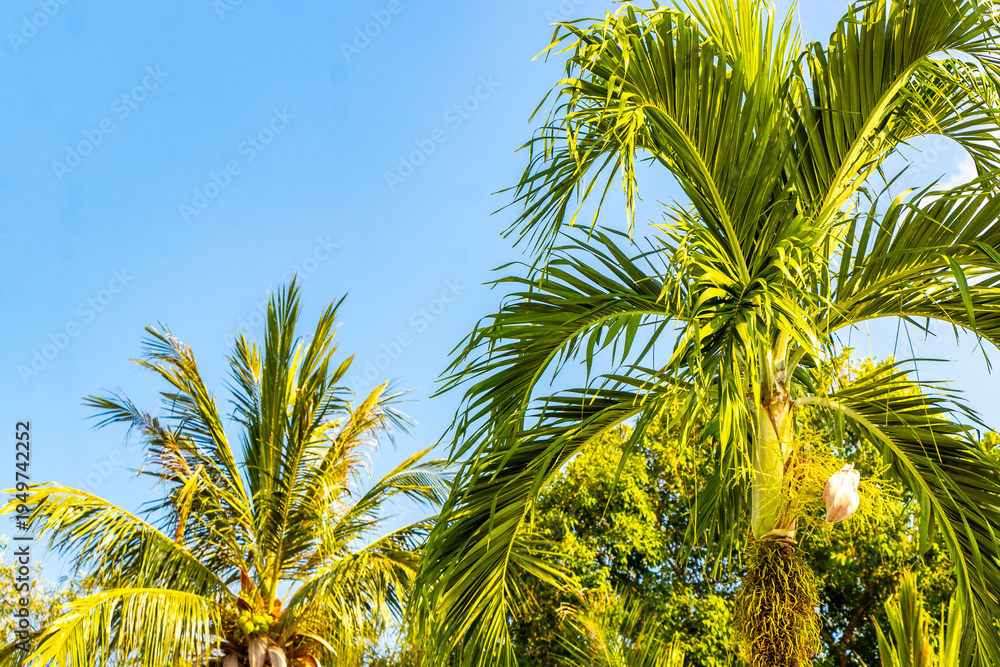 Fototapeta premium Tropical Palms tree Palm trees blue sky rainforest jungle Thailand.