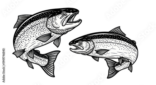 Two Salmon Fish Illustration, Fishing Concept, Wildlife Art