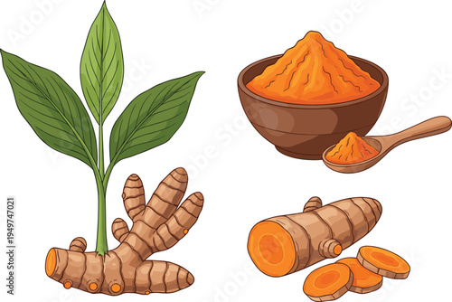 Turmeric Root and Powder Vector Set Featuring Fresh Rhizomes, Sliced Pieces, Green Leaves, and Spice in a Wooden Bowl for Ayurvedic Health, Cooking, and Herbal Medicine Designs