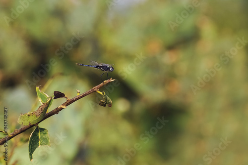 Fotografija Libellule posée sur une brindille
