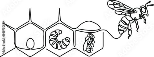 Continuous monoline drawing showing the bee life cycle