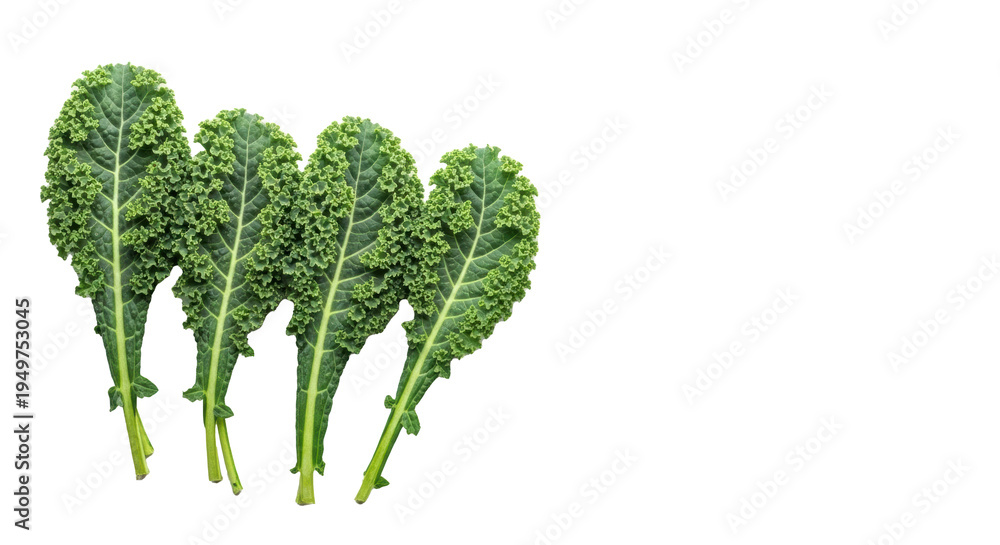 Obraz premium Four vibrant green curly kale bunches, crinkled, on white studio background with copy space, soft diffuse light, top-down, healthy eating and natural freshness concept