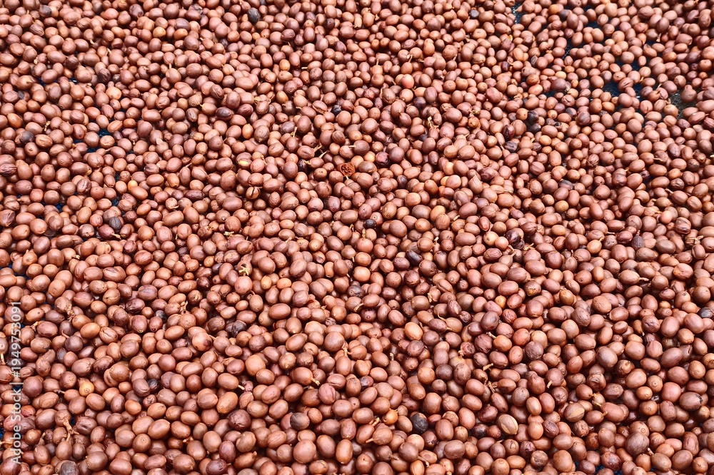 Fototapeta premium Coffee beans drying in the sun