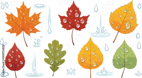 Autumn leaves with raindrops illustration set colorful fall foliage maple oak birch seasonal nature collection