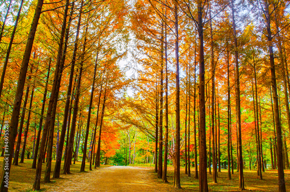 Fototapeta premium Metasequoia forest full of autumn on Nami Island near Seoul.beautiful of colorful golden-orange and yellow leaves falling during an autumn day in a forest full of trees
