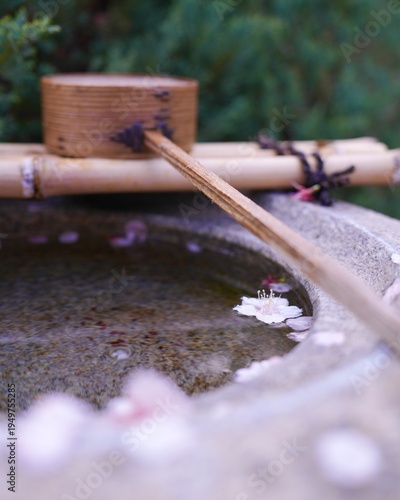 桜の花びらが手水舎に舞い落ちる