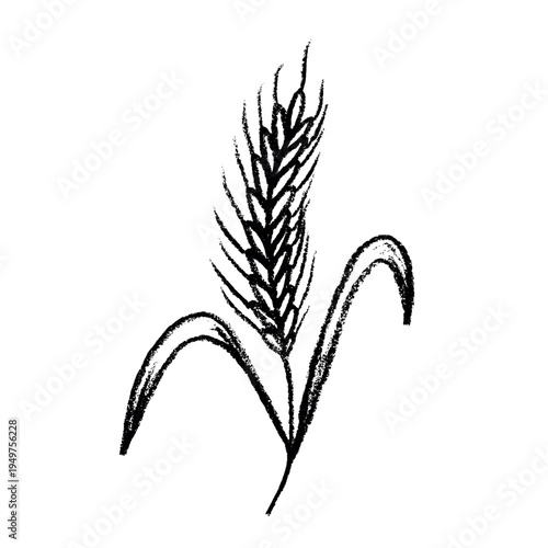 Hand drawn cereal wheat oat rye barley rice ears spikelet clipart Organic wheat bread agriculture farming harvest healthy food Single element for print packaging label design decor