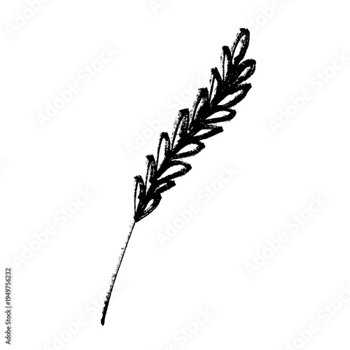 Hand drawn cereal wheat oat rye barley rice ears spikelet clipart Organic wheat bread agriculture farming harvest healthy food Single element for print packaging label design decor