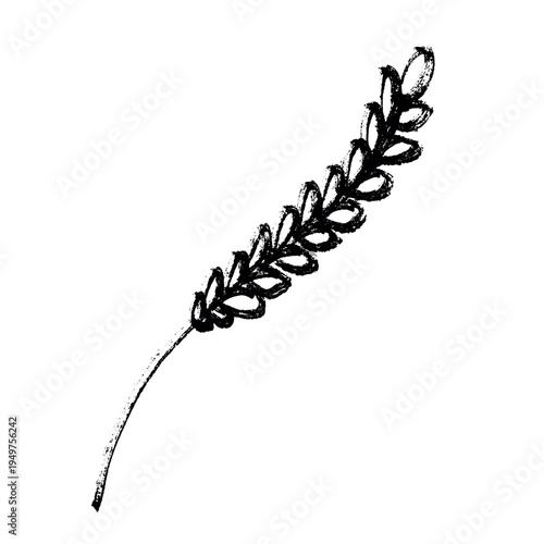 Hand drawn cereal wheat oat rye barley rice ears spikelet clipart Organic wheat bread agriculture farming harvest healthy food Single element for print packaging label design decor