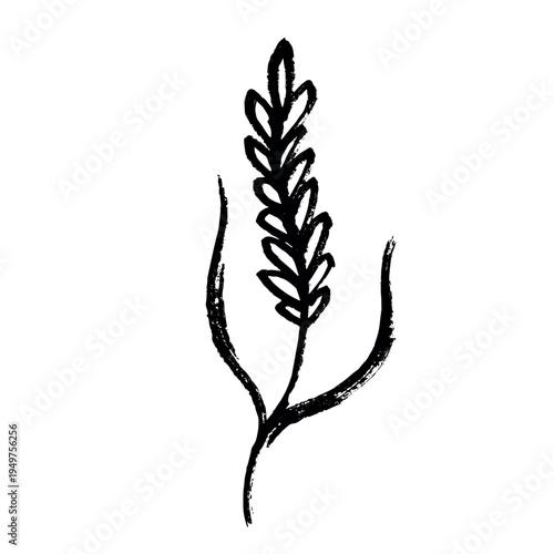 Hand drawn cereal wheat oat rye barley rice ears spikelet clipart Organic wheat bread agriculture farming harvest healthy food Single element for print packaging label design decor