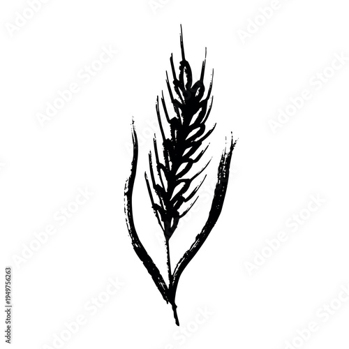 Hand drawn cereal wheat oat rye barley rice ears spikelet clipart Organic wheat bread agriculture farming harvest healthy food Single element for print packaging label design decor