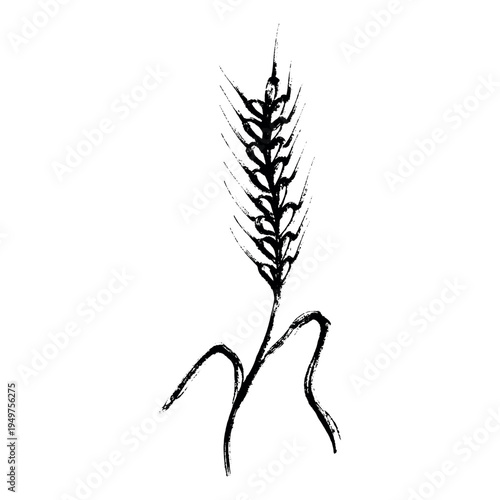 Hand drawn cereal wheat oat rye barley rice ears spikelet clipart Organic wheat bread agriculture farming harvest healthy food Single element for print packaging label design decor