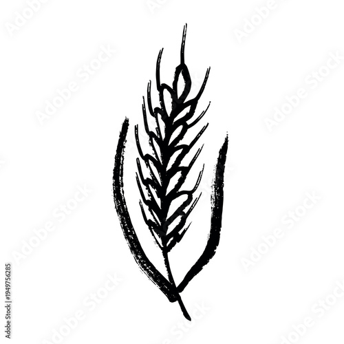 Hand drawn cereal wheat oat rye barley rice ears spikelet clipart Organic wheat bread agriculture farming harvest healthy food Single element for print packaging label design decor