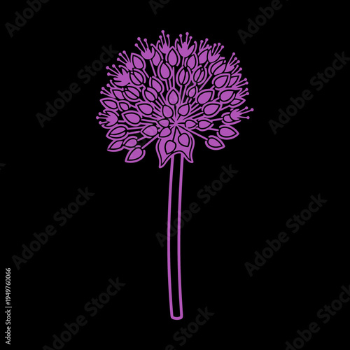 Elegant Allium Flower Silhouette on Black Background vector illustration