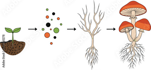 Mushroom life cycle stages diagram, fungi growth from spores to mature mushrooms, biology education vector illustration