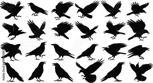 crow bird silhouette set, flying raven and crow black vector collection, different poses isolated wildlife bird 