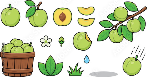 Green Plum Fruit Collection with Leaves Blossoms Basket Vector Illustration